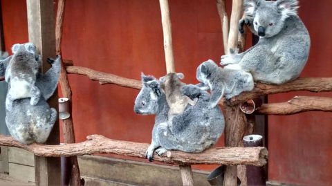 Lone Pine Koala Sanctuary Day Pass - Hotel NSW 4