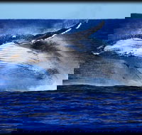 Whale Watching Cruise from Redcliffe Brisbane or the Sunshine Coast - Hotel NSW