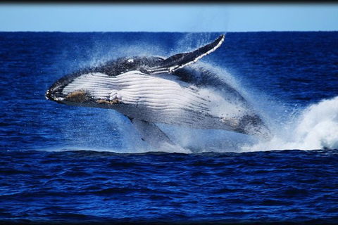 Whale Watching Cruise From Redcliffe, Brisbane Or The Sunshine Coast - Hotel NSW 0