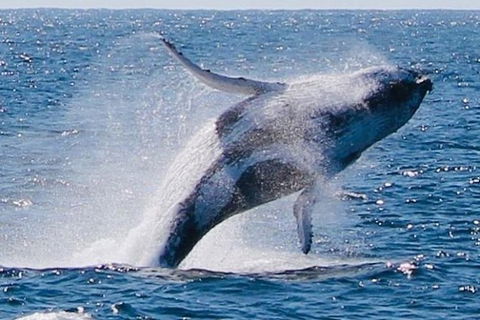 Whale Watching Cruise From Redcliffe, Brisbane Or The Sunshine Coast - Hotel NSW 9