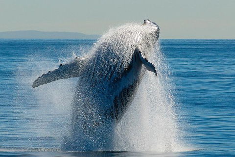 Whale Watching Cruise From Redcliffe, Brisbane Or The Sunshine Coast - Hotel NSW 10