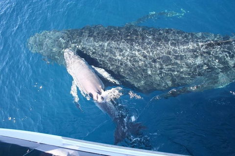 Whale Watching Cruise From Redcliffe, Brisbane Or The Sunshine Coast - Hotel NSW 7
