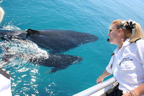 Whale Watching Cruise From Redcliffe, Brisbane Or The Sunshine Coast - Hotel NSW 1