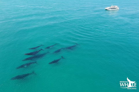 Whale Watching Cruise From Redcliffe, Brisbane Or The Sunshine Coast - Hotel NSW 6