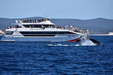 Whale Watching Cruise From Redcliffe, Brisbane Or The Sunshine Coast - Hotel NSW 2