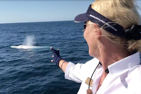 Whale Watching Cruise From Redcliffe, Brisbane Or The Sunshine Coast - Hotel NSW 4