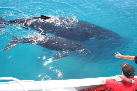 Whale Watching Cruise From Redcliffe, Brisbane Or The Sunshine Coast - Hotel NSW 3