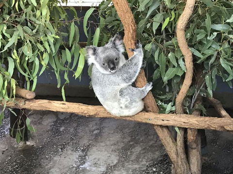 Lone Pine Koala Sanctuary Admission With Brisbane River Cruise - Hotel NSW 21
