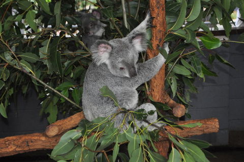 Lone Pine Koala Sanctuary Admission With Brisbane River Cruise - Hotel NSW 6