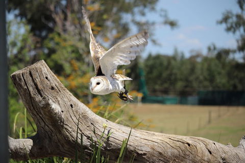 Lone Pine Koala Sanctuary Admission With Brisbane River Cruise - Hotel NSW 25