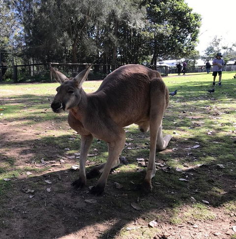 Lone Pine Koala Sanctuary Admission With Brisbane River Cruise - Hotel NSW 15
