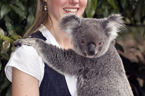 Lone Pine Koala Sanctuary Admission With Brisbane River Cruise - Hotel NSW 1