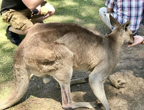 Lone Pine Koala Sanctuary Admission With Brisbane River Cruise - Hotel NSW 19