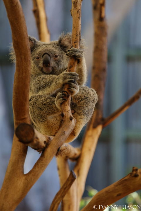 Lone Pine Koala Sanctuary Admission With Brisbane River Cruise - Hotel NSW 24