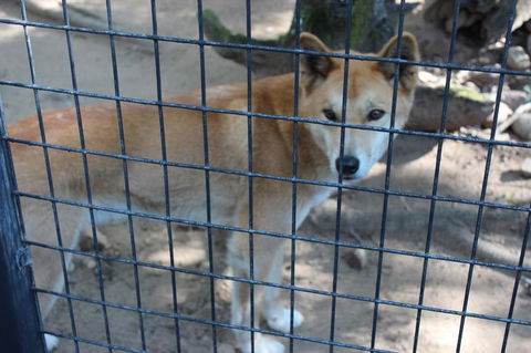 Lone Pine Koala Sanctuary Admission With Brisbane River Cruise - Hotel NSW 10