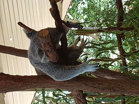 Lone Pine Koala Sanctuary Admission With Brisbane River Cruise - Hotel NSW 2