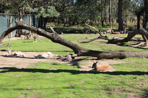 Lone Pine Koala Sanctuary Admission With Brisbane River Cruise - Hotel NSW 12