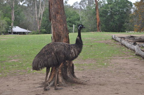 Lone Pine Koala Sanctuary Admission With Brisbane River Cruise - Hotel NSW 5