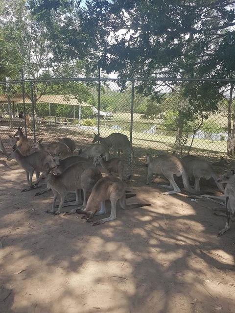 Lone Pine Koala Sanctuary Admission With Brisbane River Cruise - Hotel NSW 18