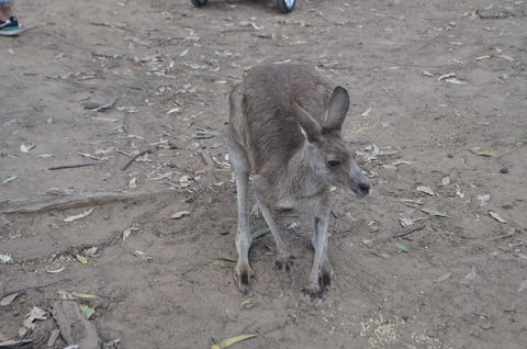 Lone Pine Koala Sanctuary Admission With Brisbane River Cruise - Hotel NSW 3