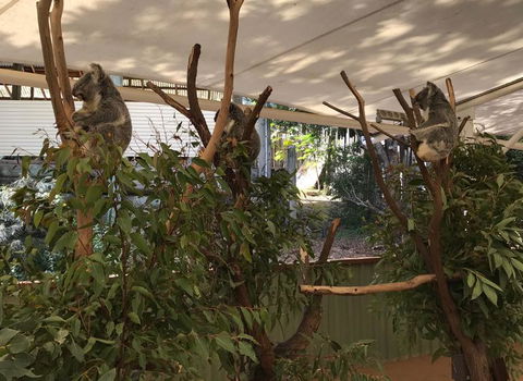 Lone Pine Koala Sanctuary Admission With Brisbane River Cruise - Hotel NSW 16
