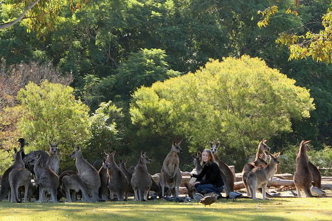 Lone Pine Koala Sanctuary Admission With Brisbane River Cruise - Hotel NSW 27