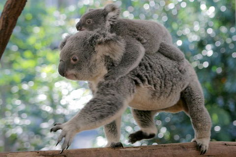 Lone Pine Koala Sanctuary Admission With Brisbane River Cruise - Hotel NSW 30