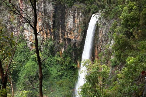 World Heritage Springbrook National Park Tour Including Natural Bridge - Hotel NSW 1