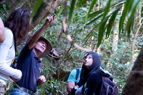 World Heritage Springbrook National Park Tour Including Natural Bridge - Hotel NSW 7