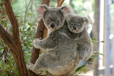 Koala Express To Lone Pine Koala Sanctuary - Hotel NSW 1