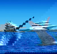 Tangalooma Island Resort Dolphin Viewing Day Cruise with Whale Watching - Hotel NSW