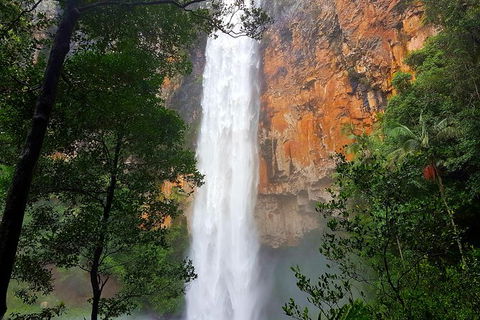 Springbrook Full Day Tour - Hotel NSW 1