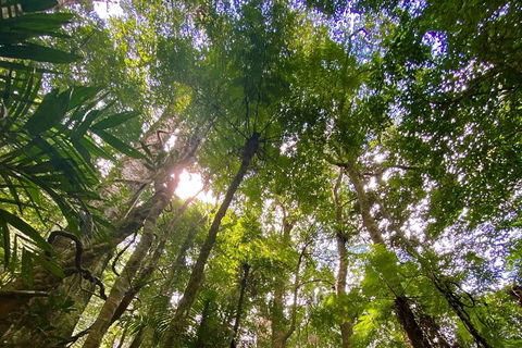 Springbrook Full Day Tour - Hotel NSW 11
