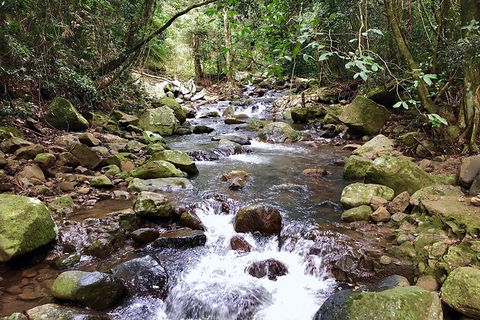 Springbrook Full Day Tour - Hotel NSW 5