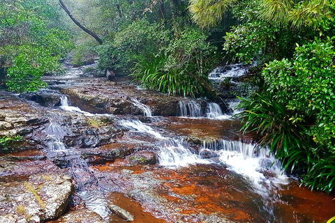 Springbrook Full Day Tour - Hotel NSW 13