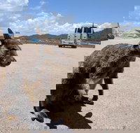 Magnetic Island Tour Maggie Comprehensive - Hotel NSW