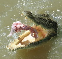 Darwin Jumping Crocodiles Cruise on Adelaide River - Hotel NSW