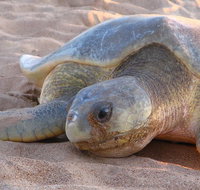 Turtle Tracks Tour to Bare Sand Island from Darwin - Hotel NSW