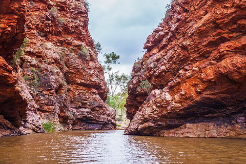 Uluru (Ayers Rock) To Alice Springs One-Way Shuttle - Hotel NSW 9