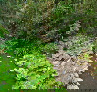 Brindle Creek Walking Track - Hotel NSW