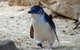 Granite Island Nature Park - Guided Penguin Tours - thumb 0