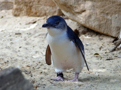 Granite Island Nature Park - Guided Penguin Tours - Hotel NSW 0