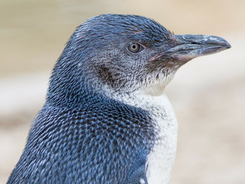 Granite Island Nature Park - Guided Penguin Tours - Hotel NSW 1