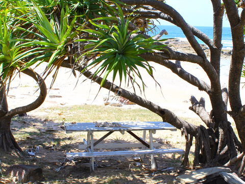 Little Shelley - Hotel NSW 2