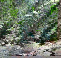 Lyrebird track - Hotel NSW