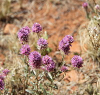 Walpa Gorge walk - Hotel NSW
