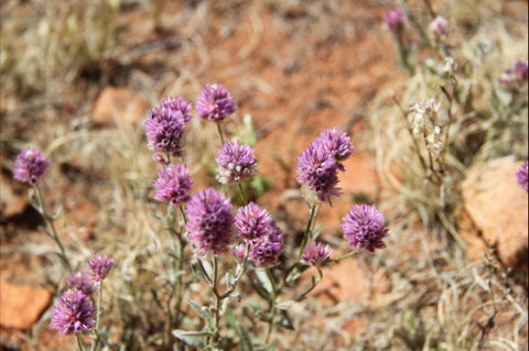 Walpa Gorge Walk - Hotel NSW 0