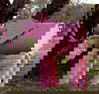 Animals on Bikes - Hotel NSW