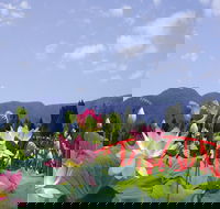 Blue Lotus Water Garden - Hotel NSW