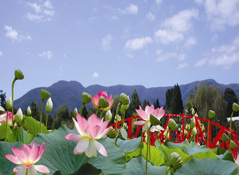 Blue Lotus Water Garden - Hotel NSW 0